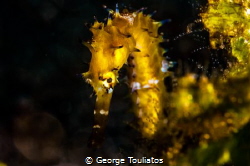 Shy Seahorse!!! by George Touliatos 